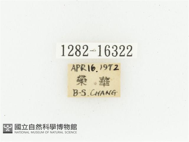 黑斑陷紋金龜藏品圖，第2張