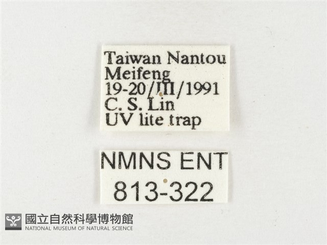 紋黃粉蝶藏品圖，第3張