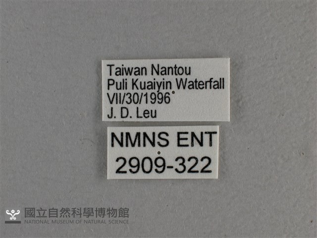 大紅蛺蝶藏品圖，第3張