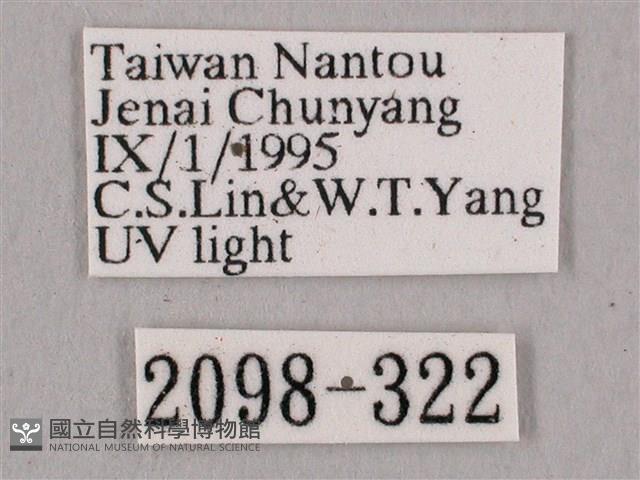 黑角六點天蛾藏品圖，第3張