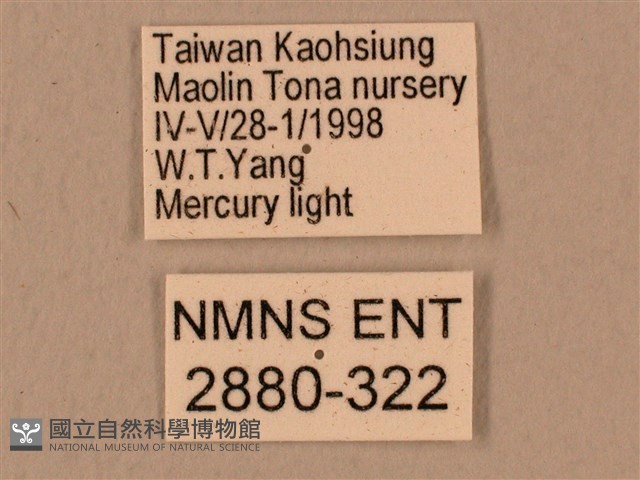 臺灣鷹翅天蛾藏品圖，第3張