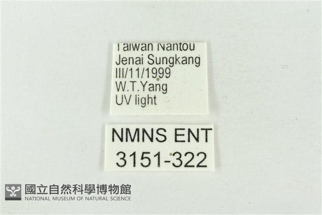 連珠波紋蛾藏品圖，第3張