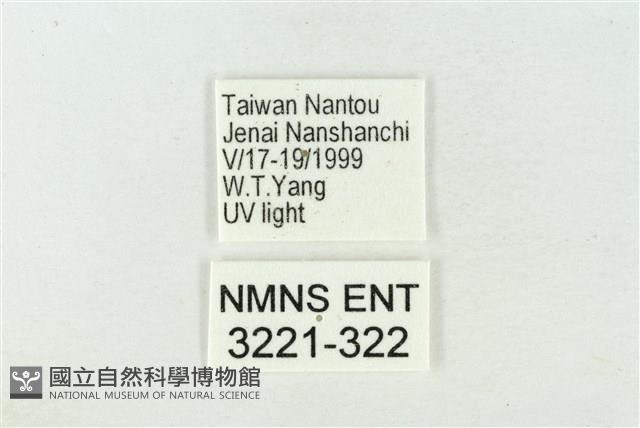 臺洒波紋蛾藏品圖，第3張