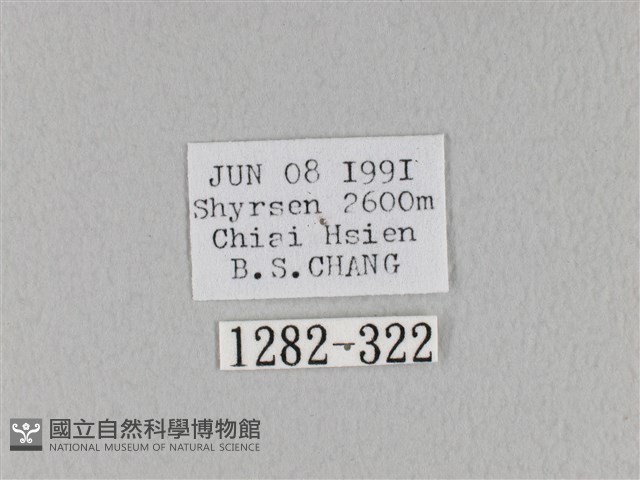 褐斜帶枯葉蛾藏品圖，第3張