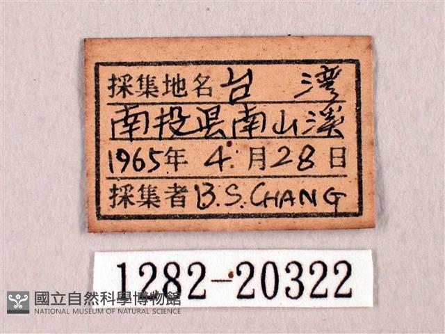 臺灣洒灰蝶藏品圖，第3張