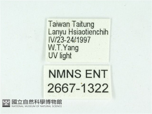 叉紋閃舞蛾藏品圖，第3張