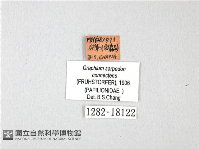 青帶鳳蝶藏品圖，第3張