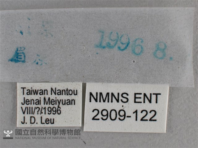 白斑弄蝶藏品圖，第3張