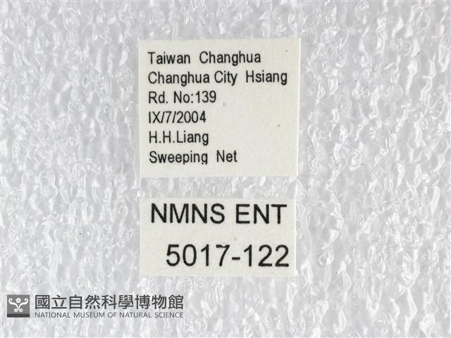 紅珠鳳蝶藏品圖，第3張