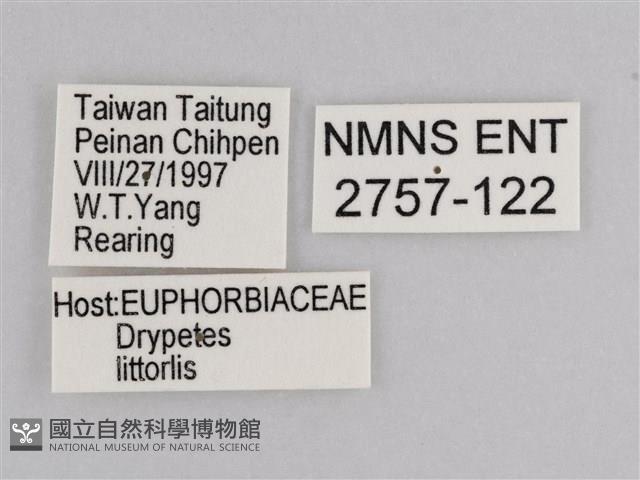 雲紋尖粉蝶藏品圖，第3張