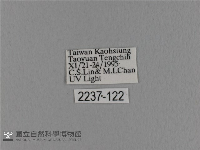 波紋枯葉蛾藏品圖，第3張
