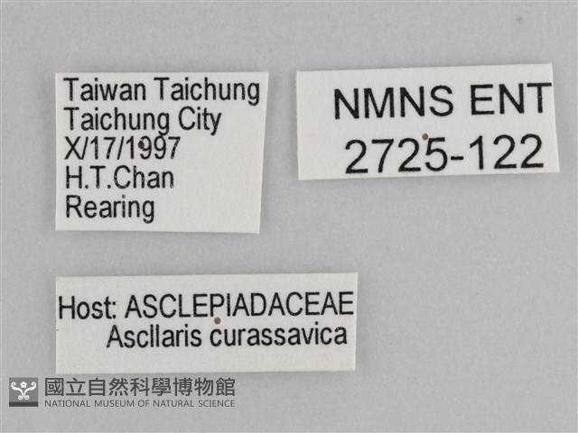 樺斑蝶藏品圖，第3張