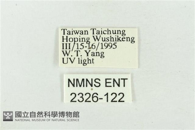 大斑波紋蛾藏品圖，第3張