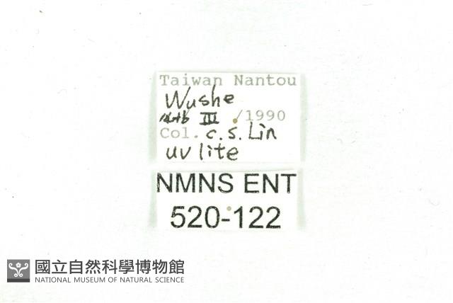 乳白斑燈蛾藏品圖，第3張