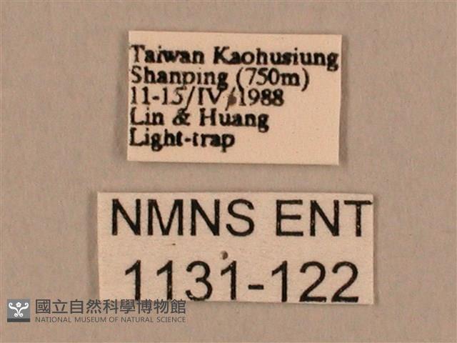 棕綠背線天蛾藏品圖，第3張