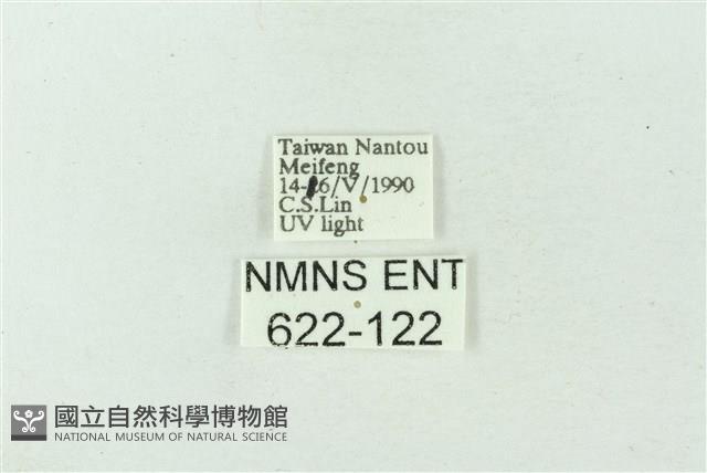 臺雪苔蛾藏品圖，第3張