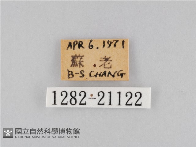 大波眼蝶藏品圖，第3張