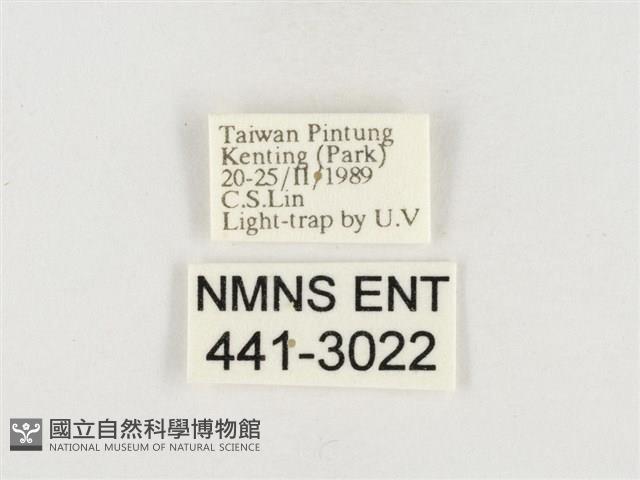 榕透翅毒蛾藏品圖，第3張