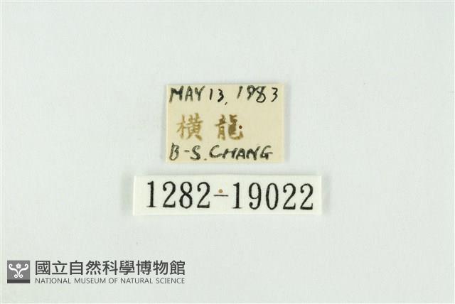 黑翅黃毒蛾藏品圖，第3張