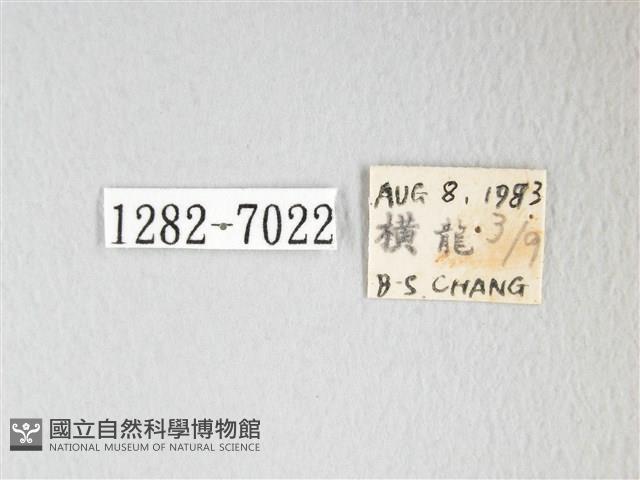 圓翅大鉤蛾藏品圖，第3張