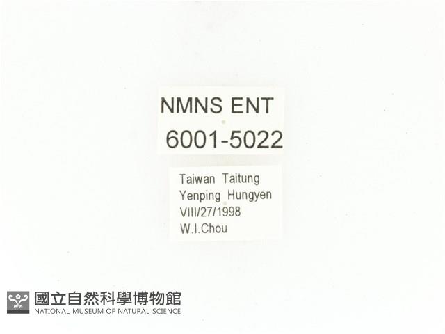 紫艷白點花金龜藏品圖，第2張