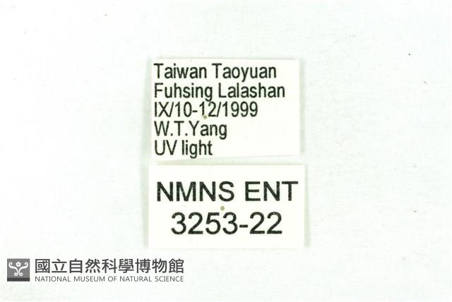 臺雪苔蛾藏品圖，第3張