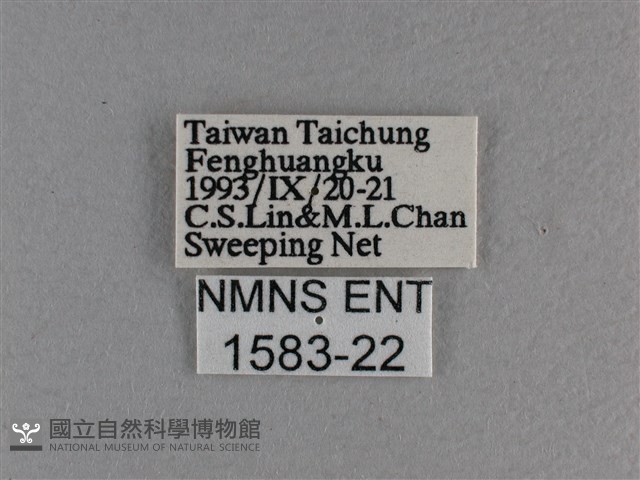 黃豹盛蛺蝶藏品圖，第3張