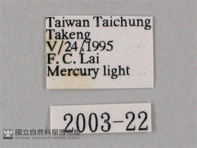 白點天蛾 藏品圖，第3張