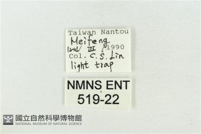 帶波紋蛾藏品圖，第3張