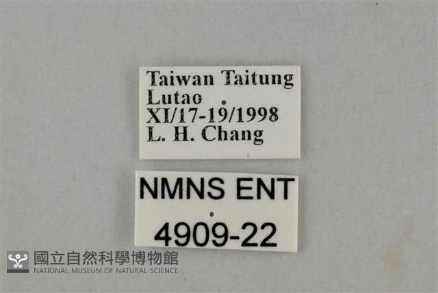 藍灰蝶沖繩亞種藏品圖，第3張