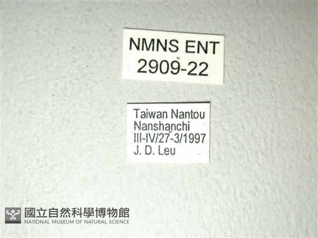 斑鳳蝶藏品圖，第3張