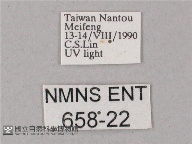 綠背斜紋天蛾藏品圖，第3張