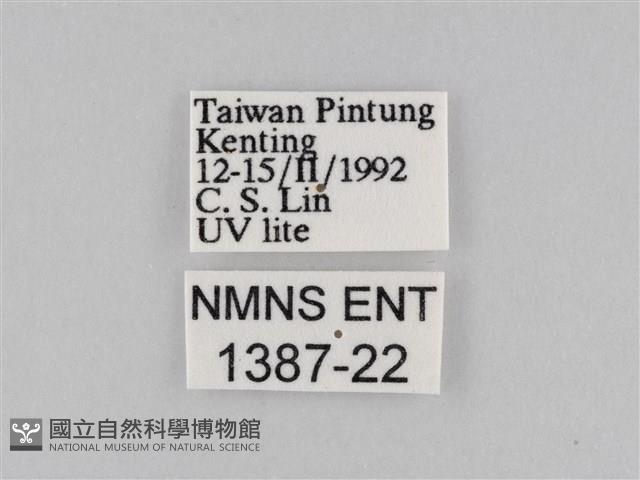 橙擬燈蛾藏品圖，第3張