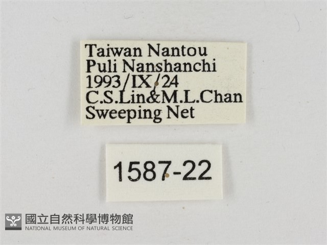 淡褐脈粉蝶藏品圖，第3張