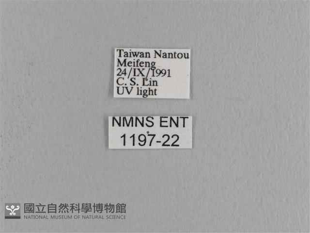 波紋枯葉蛾藏品圖，第3張