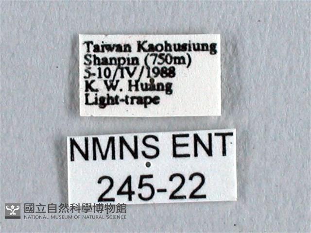 長尾水青蛾藏品圖，第3張