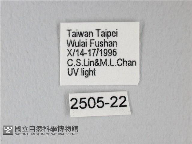 臺灣卵翅蛾藏品圖，第3張