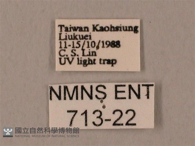 裂斑鷹翅天蛾藏品圖，第3張