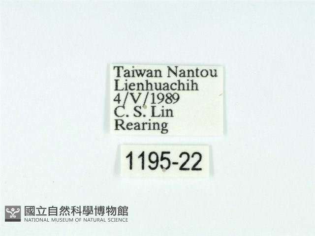 黃肩奇蛾藏品圖，第3張