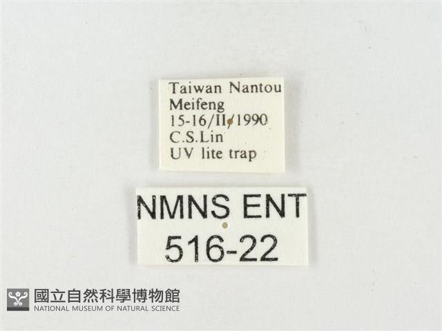 紋黃粉蝶藏品圖，第3張