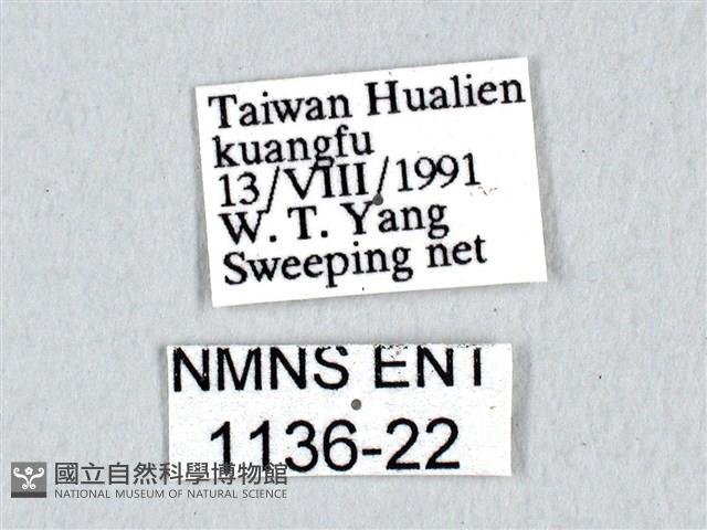 青帶鳳蝶藏品圖，第3張