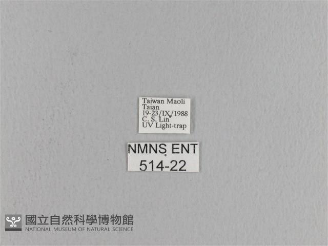 松大毛蟲藏品圖，第3張