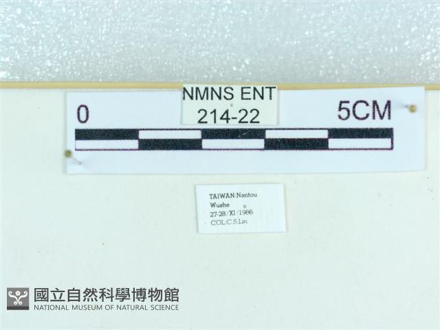 粉蝶燈蛾藏品圖，第3張