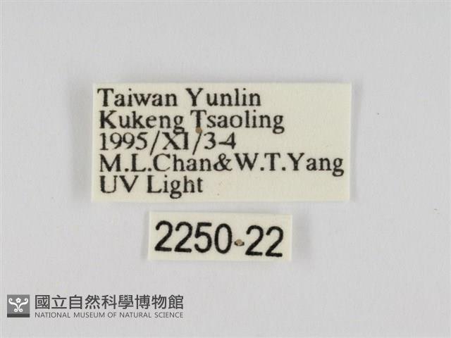 線紋篩蛾藏品圖，第3張