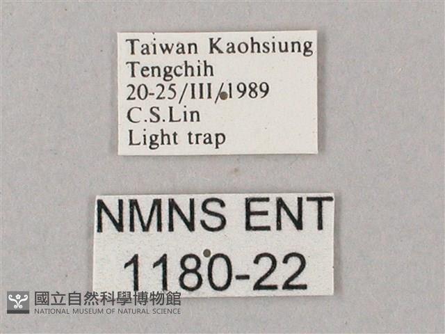 綠背斜紋天蛾藏品圖，第3張