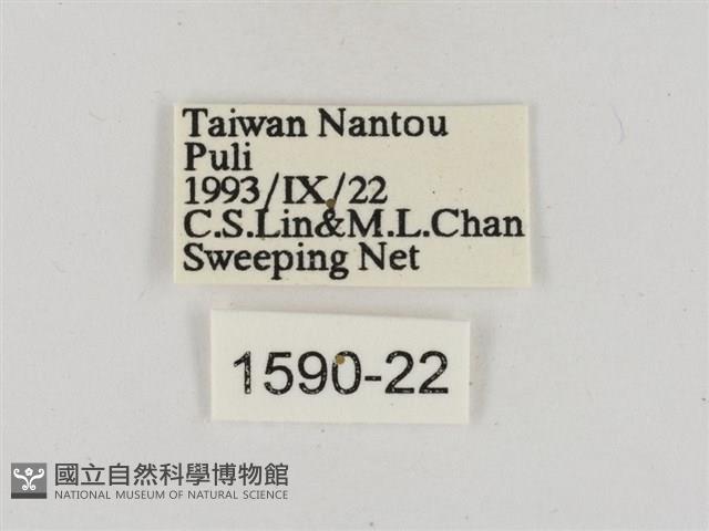 淡褐脈粉蝶藏品圖，第3張