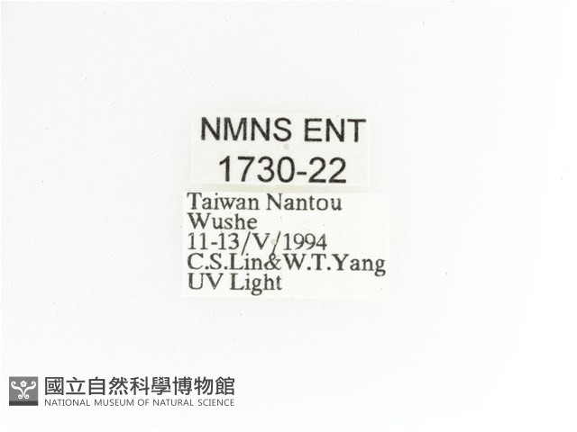 艷金龜藏品圖，第2張