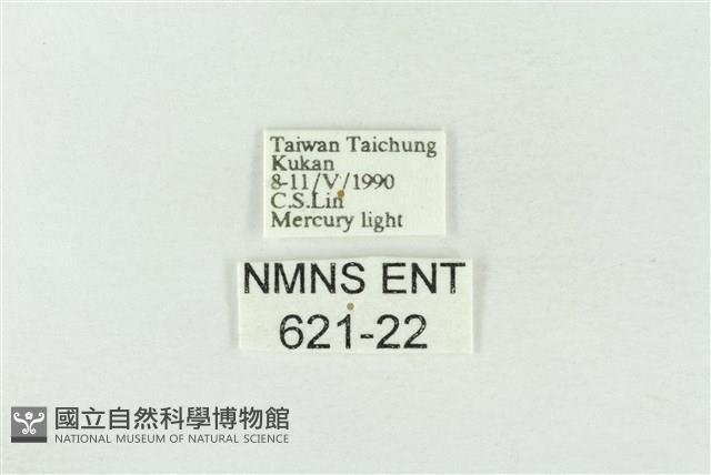 基褐綠刺蛾藏品圖，第3張