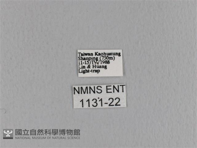 大褐斑枯葉蛾藏品圖，第3張