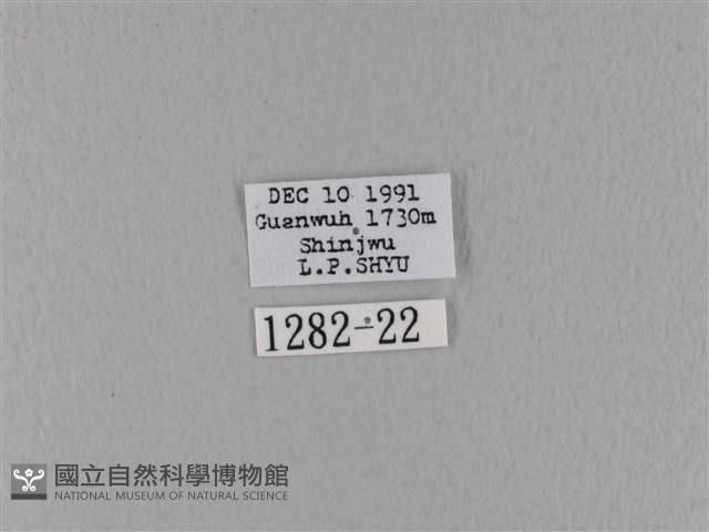 波紋枯葉蛾藏品圖，第3張